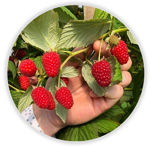 baies rouges